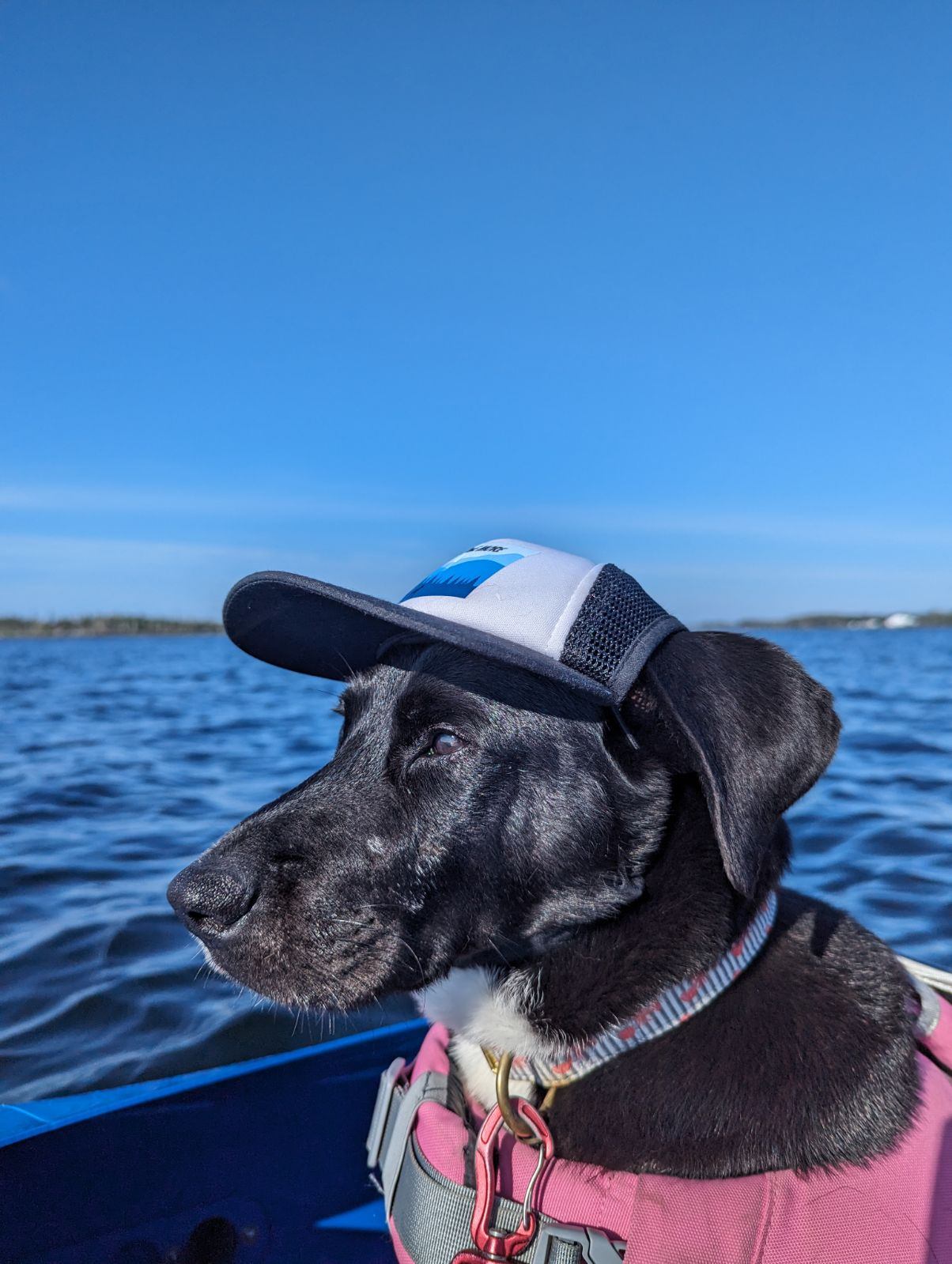 Explore More Dog Hat