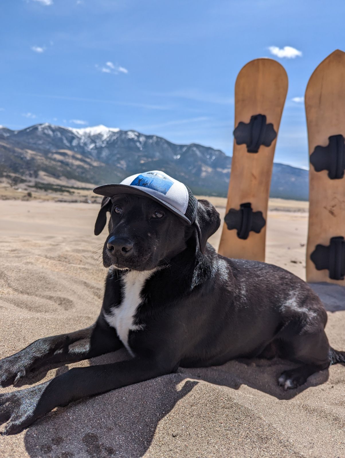 Explore More Dog Hat