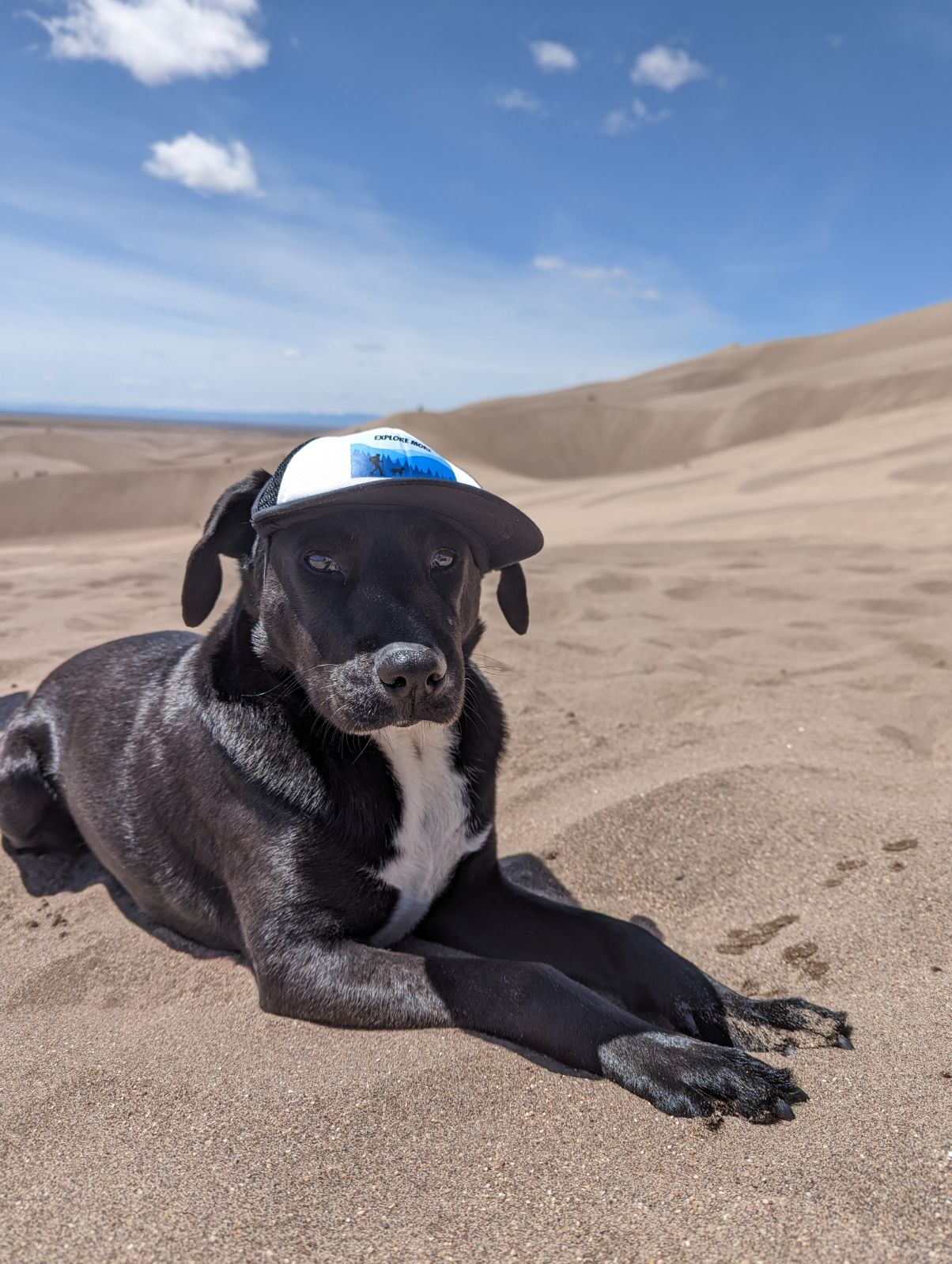 Explore More Dog Hat