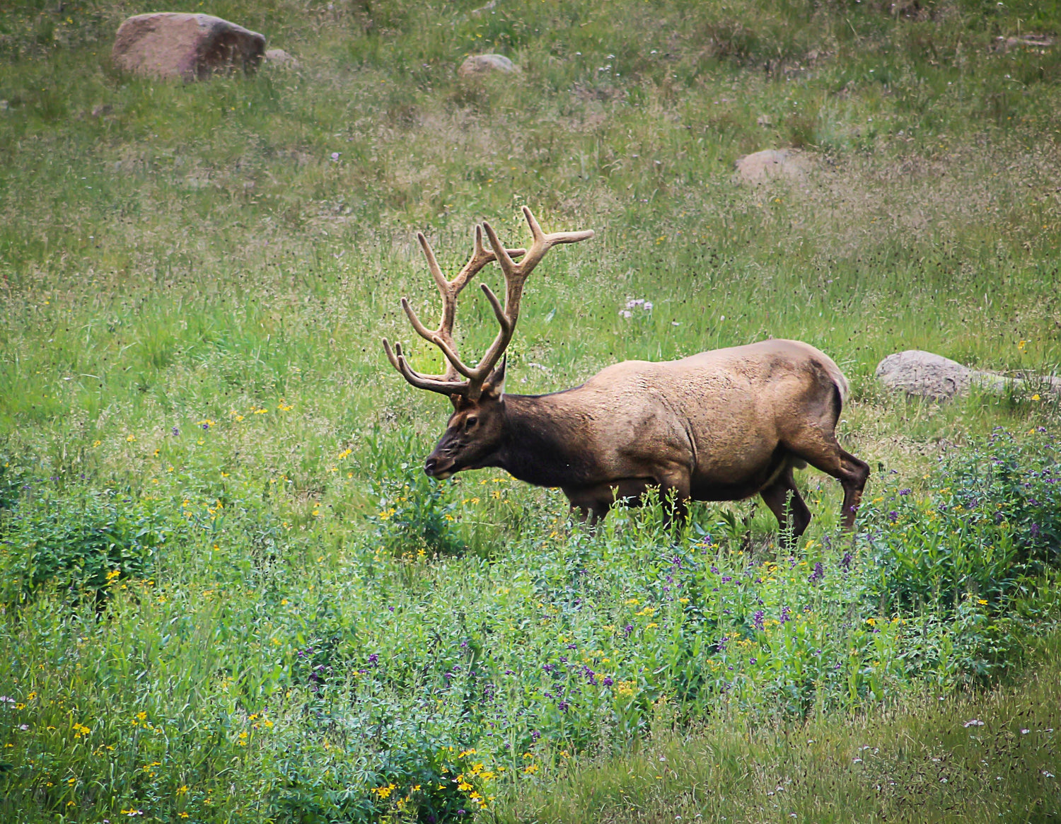 The Reintroduction of Elk in the Blue Ridge Mountains